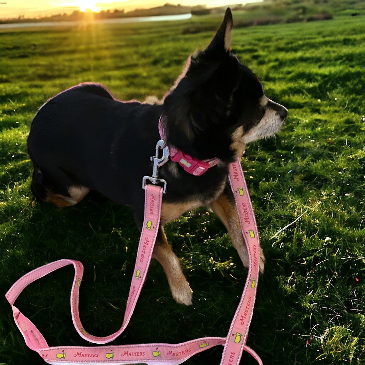 Masters Light Pink Logo and Wordmark Dog Leash